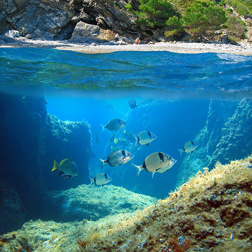 Plongée sous-marine et snorkel 